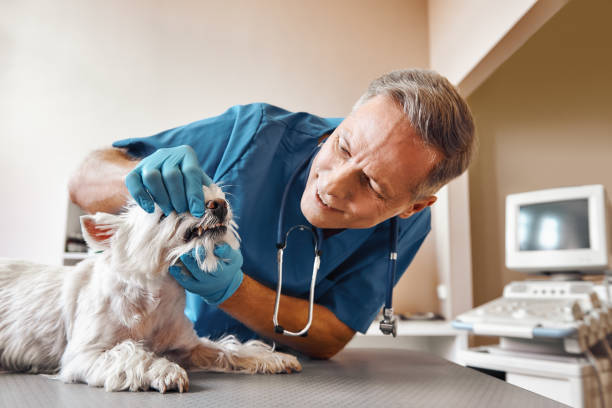 Best Weekend Emergency Dentist in Violet, LA